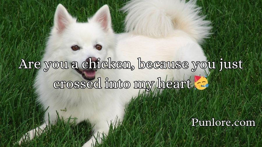 Animal Pick Up Lines