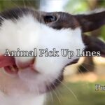 Animal Pick Up Lines