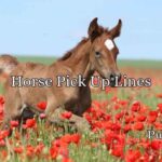 Horse Pick Up Lines