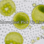 Chloroplast Pick Up Lines