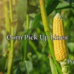 Corn Pick Up Lines