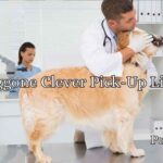 Doggone Clever Pick-Up Lines