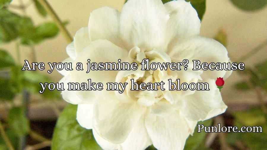 Jasmine Pick Up Lines