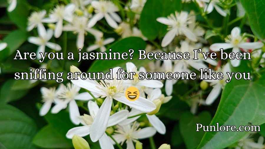 Jasmine Pick Up Lines