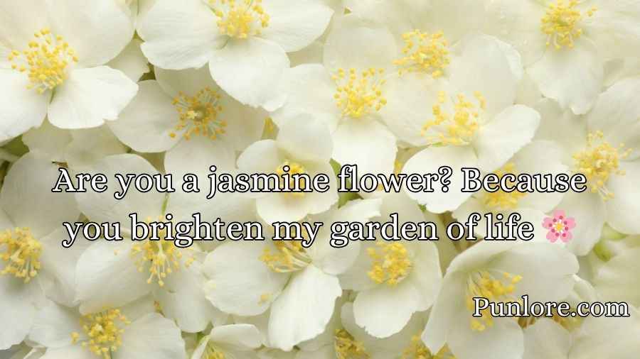 Jasmine Pick Up Lines