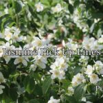 Jasmine Pick Up Lines