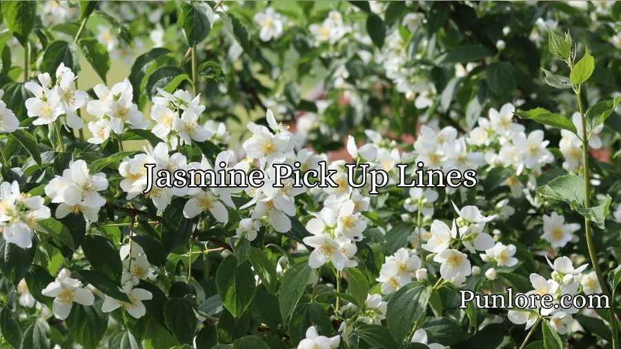 Jasmine Pick Up Lines