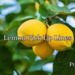 Lemon Pick Up Lines