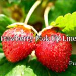Strawberry Pick Up Lines