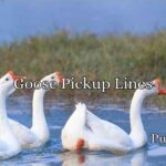 Goose Pickup Lines