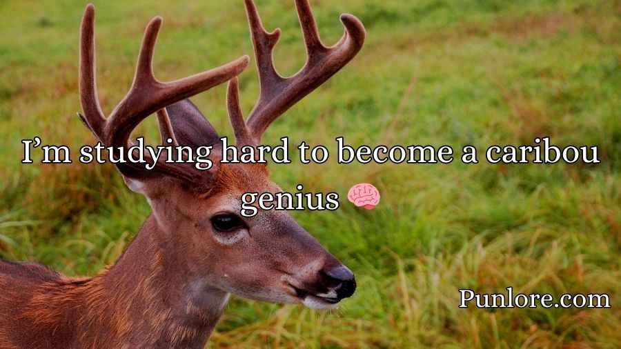 Caribou Puns