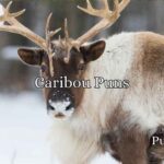 Caribou Puns