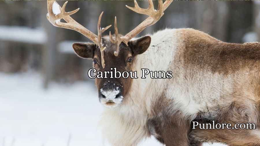 Caribou Puns