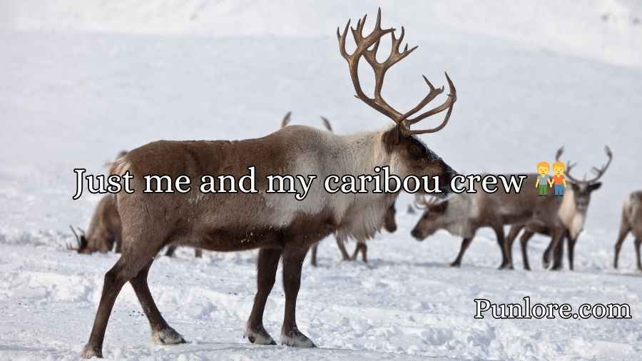 Caribou Puns