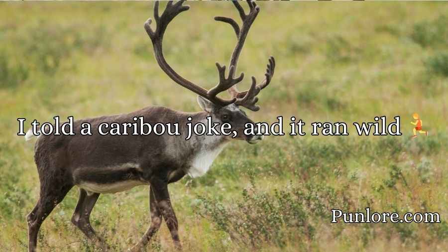 Caribou Puns