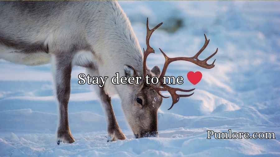 Caribou Puns