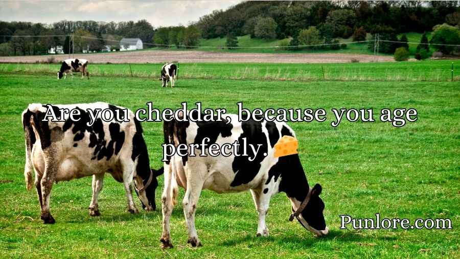Dairy Pick Up Lines