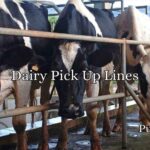 Dairy Pick Up Lines