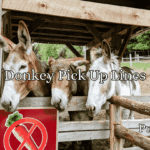 Donkey Pick Up Lines