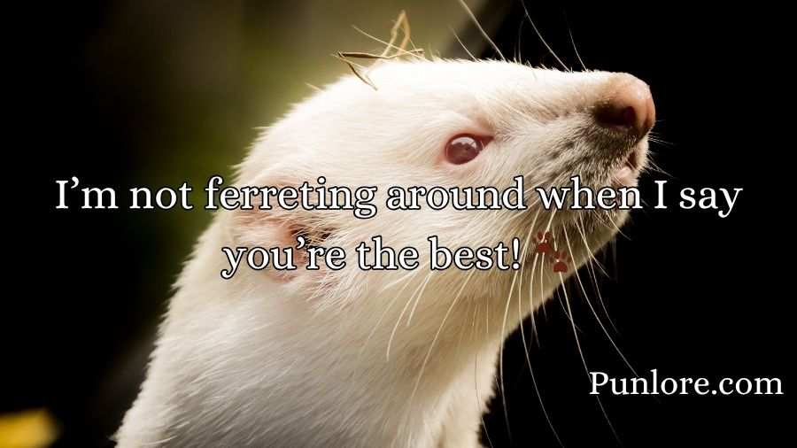 Ferret Puns