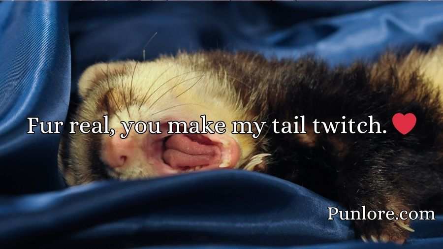 Ferret Puns