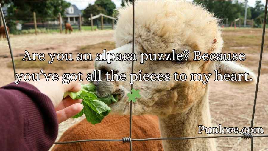 Alpaca Pick Up Lines