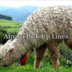 Alpaca Pick Up Lines