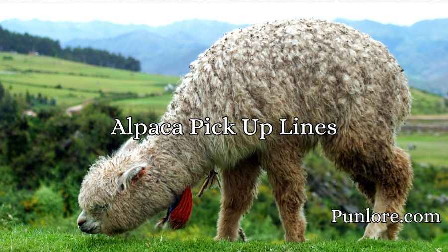 Alpaca Pick Up Lines