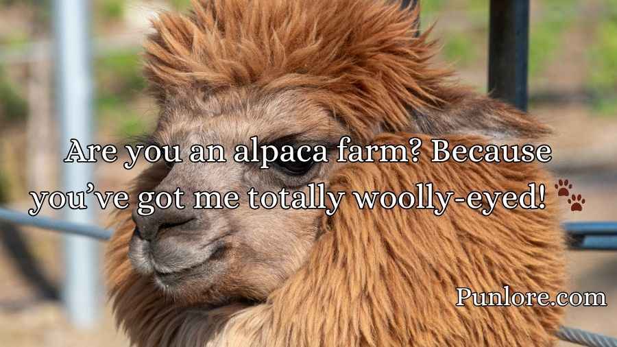 Alpaca Pick Up Lines