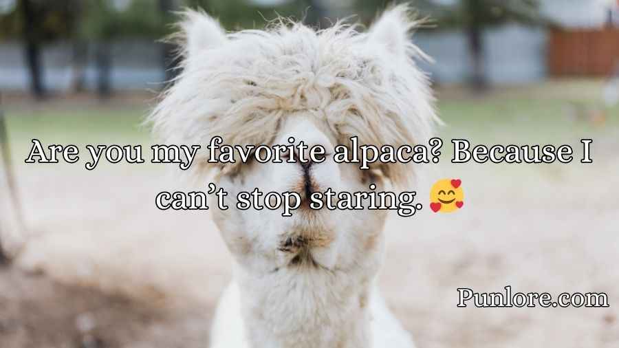 Alpaca Pick Up Lines