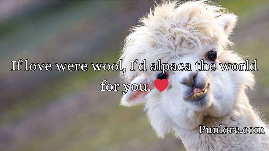 Alpaca Pick Up Lines