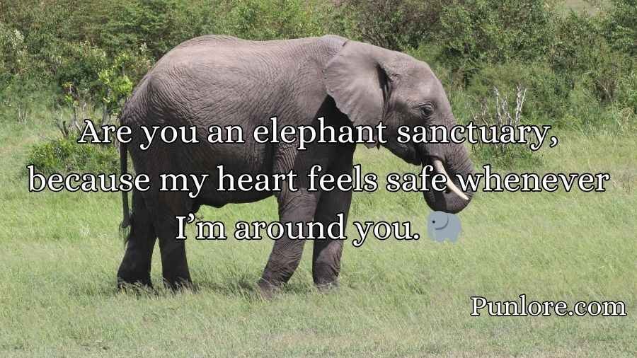 Best Elephant Pick Up Lines And Rizz