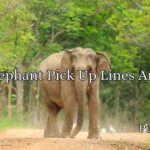 Best Elephant Pick Up Lines And Rizz