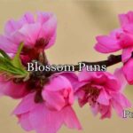 Blossom Puns