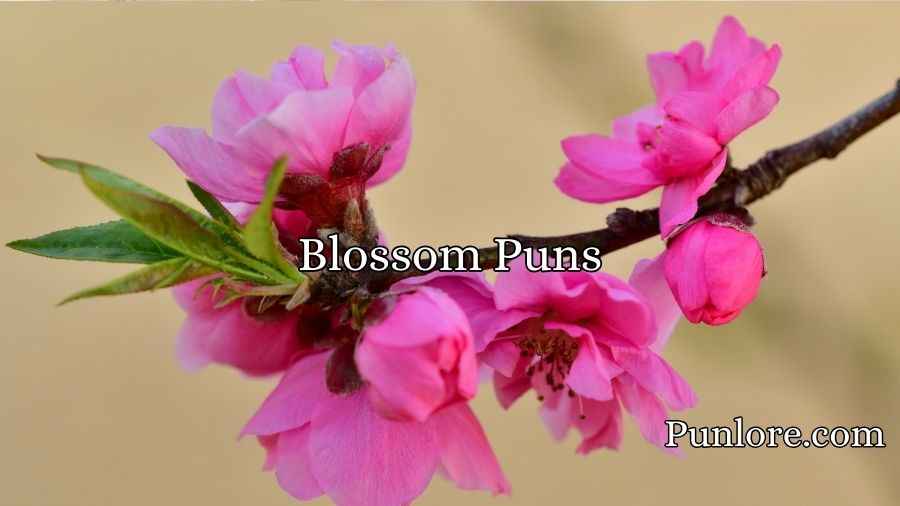 Blossom Puns