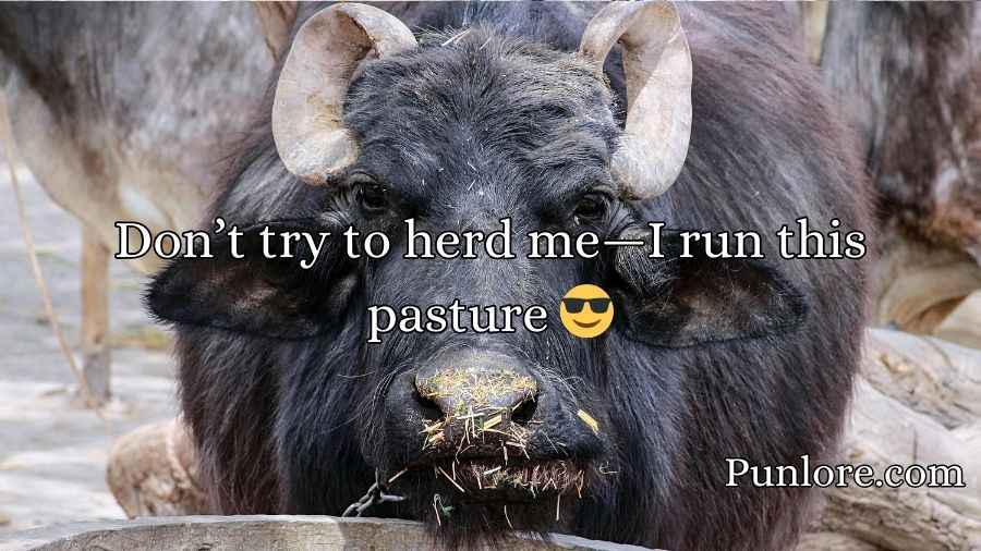 Buffalo Puns