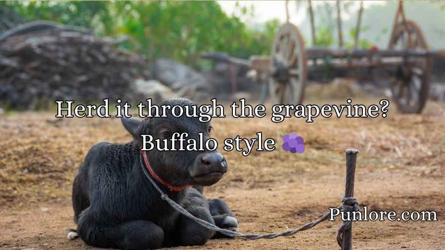 Buffalo Puns