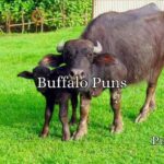 Buffalo Puns