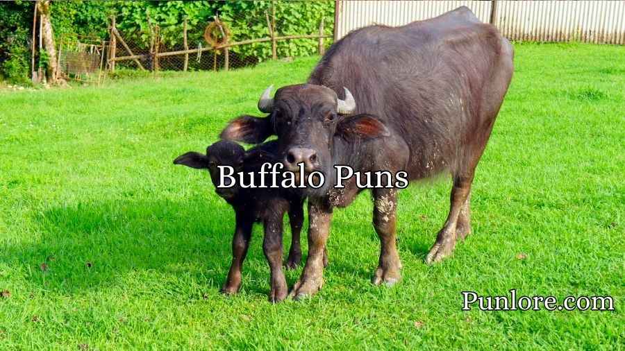 Buffalo Puns