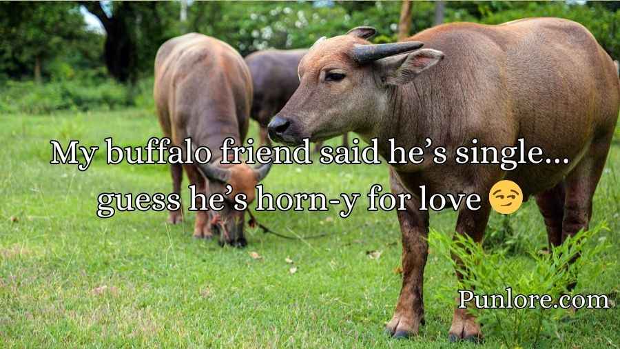 Buffalo Puns