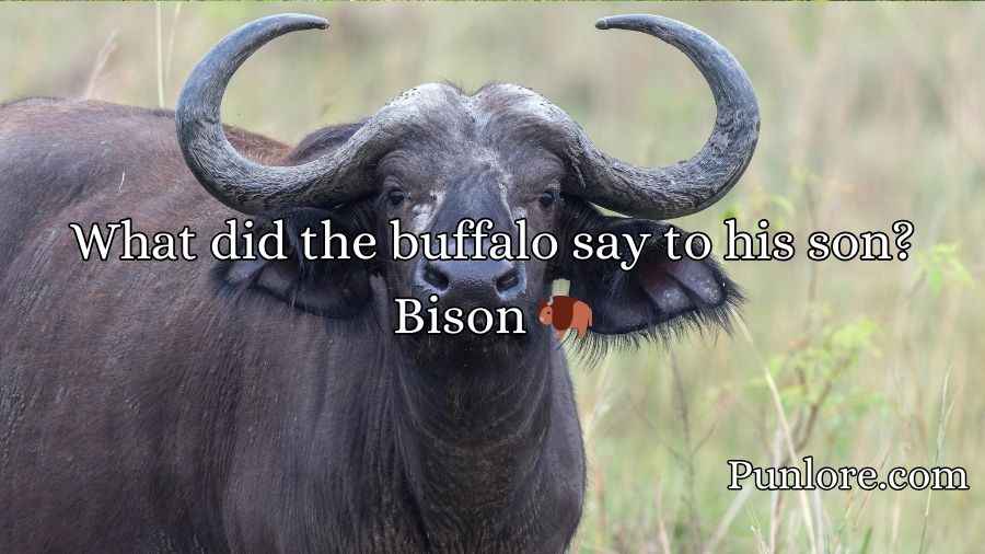 Buffalo Puns