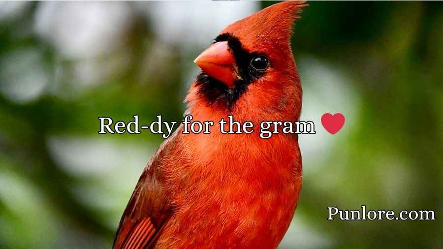 Cardinal Puns