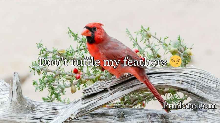 Cardinal Puns