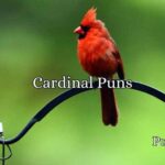 Cardinal Puns
