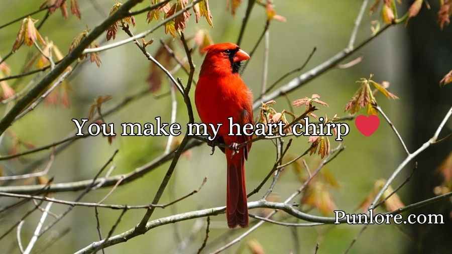 Cardinal Puns