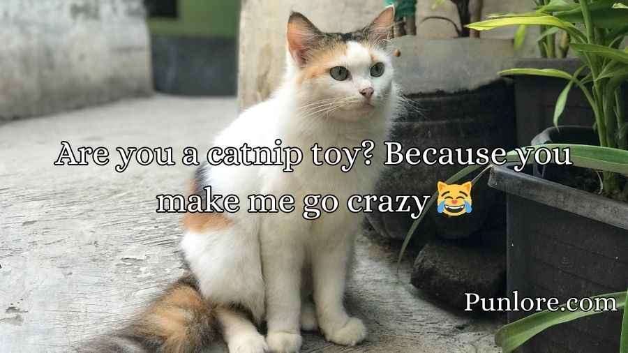 Cat Pick Up Lines