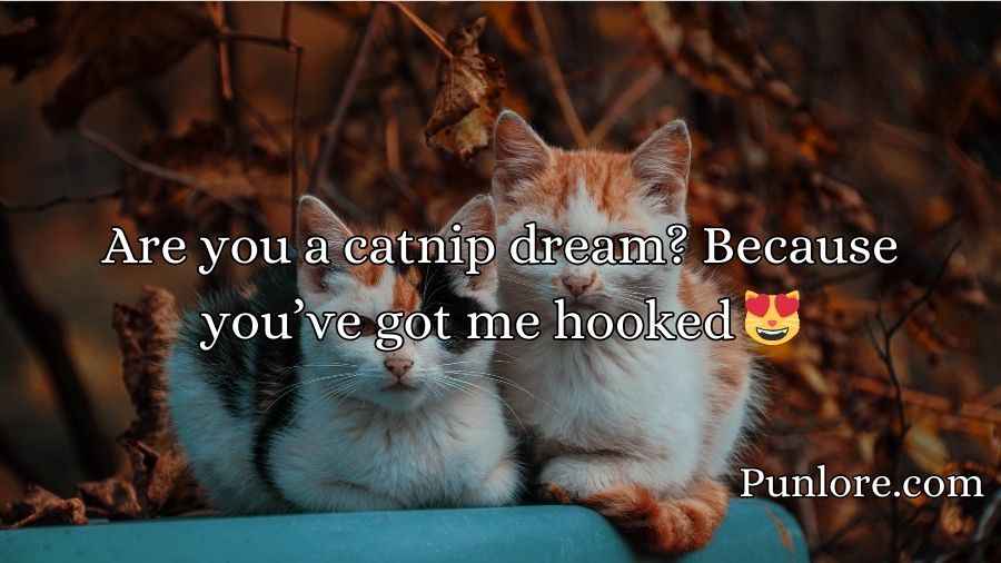 Cat Pick Up Lines