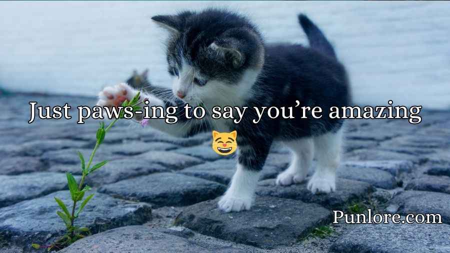 Cat Pick Up Lines