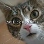 Cat Pick Up Lines