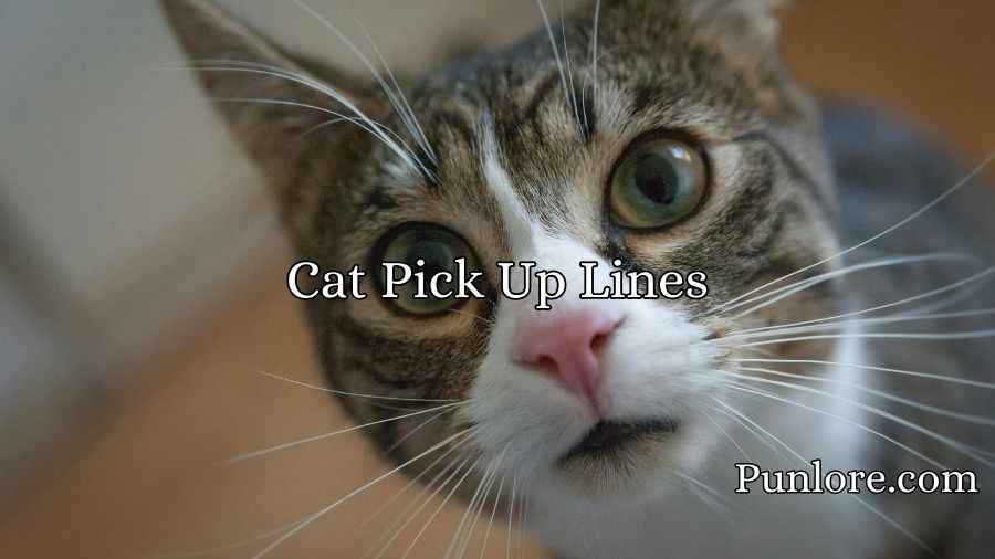 Cat Pick Up Lines